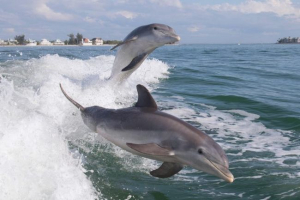Érdekes tények a delfinekről